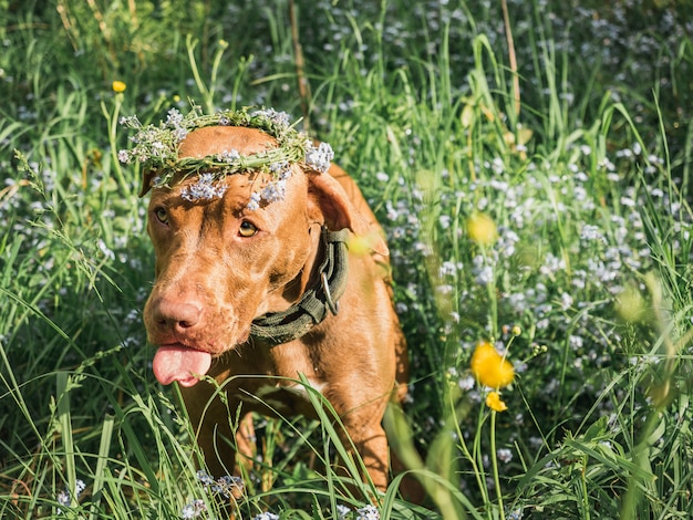 チョコレート色の愛らしい、かわいい子犬。閉じる