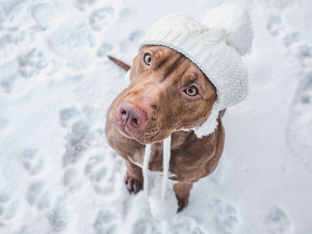 チョコレート色の愛らしい、かわいい子犬。