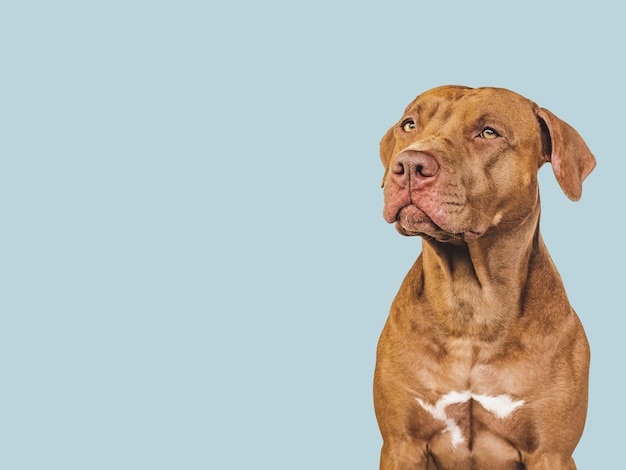 Lovable pretty puppy Closeup indoors Studio photo