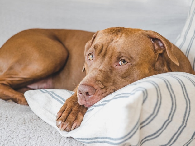 Lovable pretty puppy lying on the bed