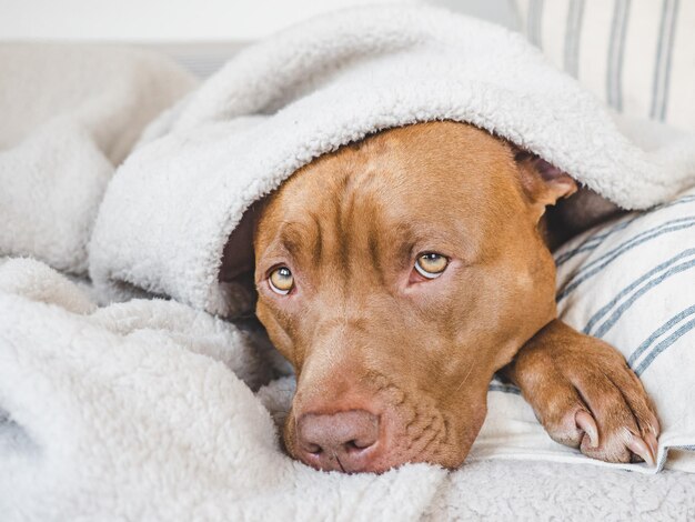 Lovable pretty puppy lying on the bed