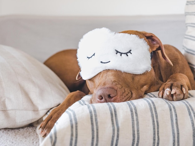 写真 ベッドに横たわっている愛らしいかわいい子犬