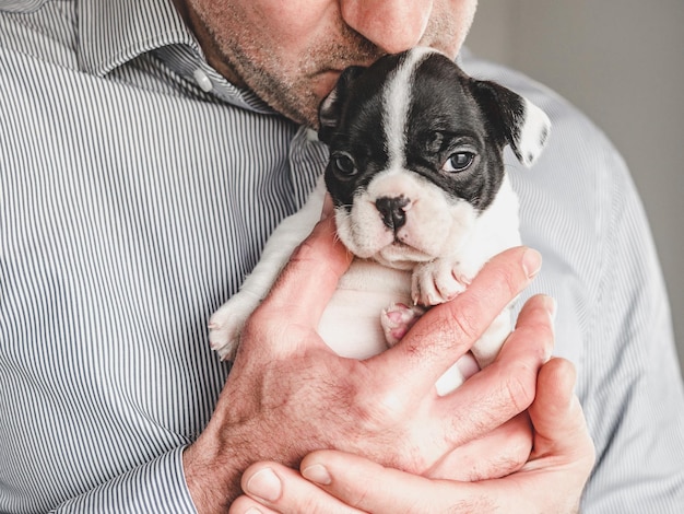 Lovable pretty puppy and male hands Clear sunny day Closeup indoors Studio photo Day light Concept of care education obedience training and raising pets