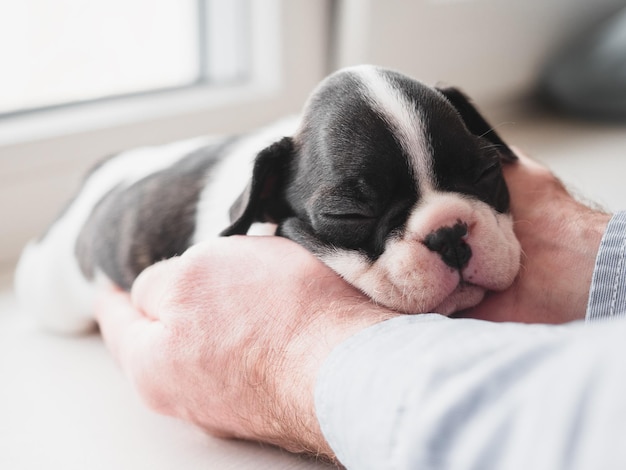 Lovable pretty puppy and male hands Studio photo