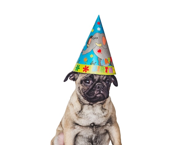 Lovable pretty puppy and party hat Closeup indoors