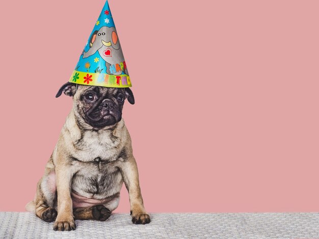 Lovable pretty puppy and party hat Closeup indoors