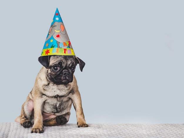 Lovable pretty puppy and party hat Closeup indoors