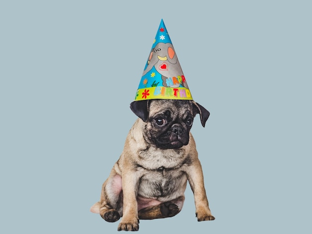 Lovable pretty puppy and party hat Closeup indoors