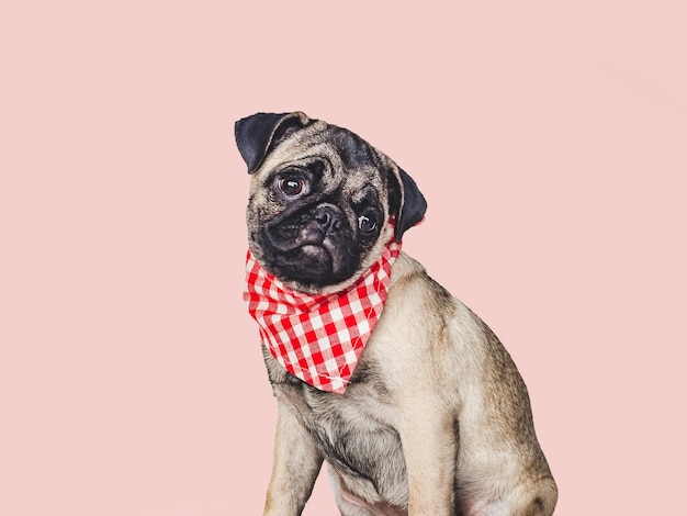 Lovable pretty puppy and red scarf Closeup