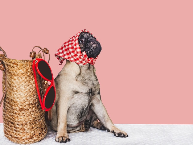 Foto adorabile borsa da viaggio e occhiali da sole per cuccioli