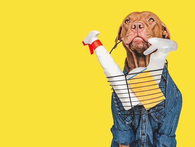 Photo lovable pretty puppy with detergents brush and cleaning cloth closeup indoors studio shot concept of cleanliness and cleaning