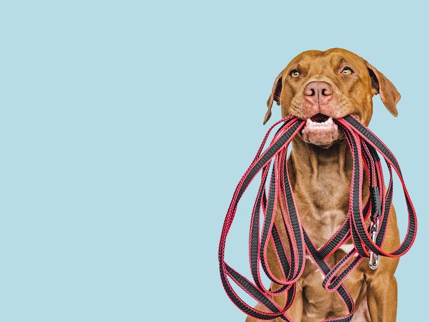 Lovable puppy holding a leash in his mouth