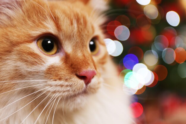 Adorabile gatto rosso sull'albero di natale