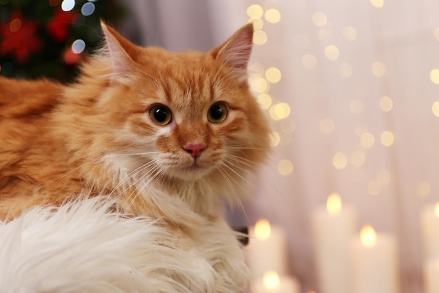 ライトの背景に愛らしい赤猫