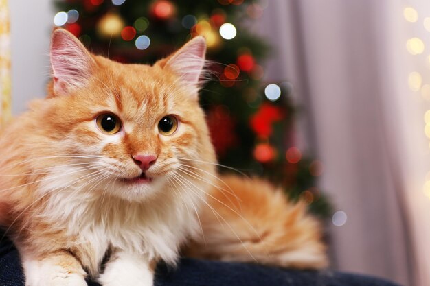 ライトの背景に愛らしい赤猫