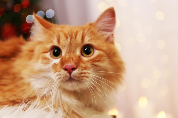 ライトの背景に愛らしい赤猫