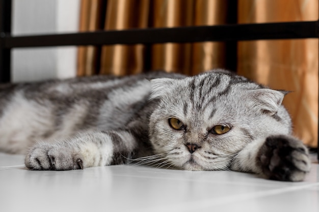 Lovable scottish fold cat.