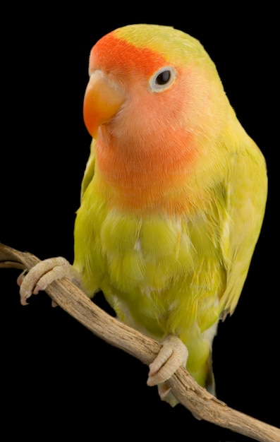 Love bird isolated