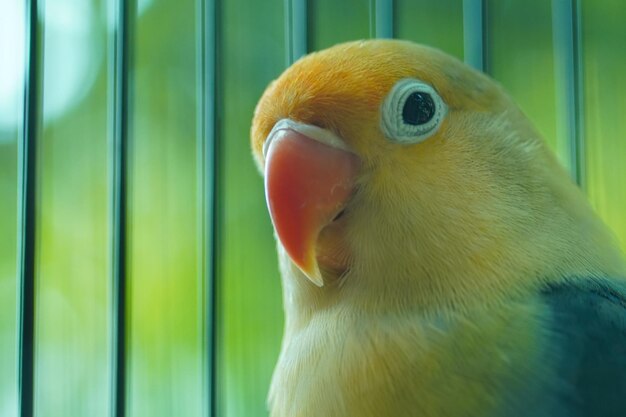 鳥の生活が大好きです。愛とキスでいっぱい。一緒。ぼかしの背景を持つ自然鳥