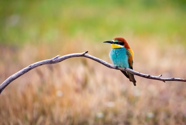 Love on the branch