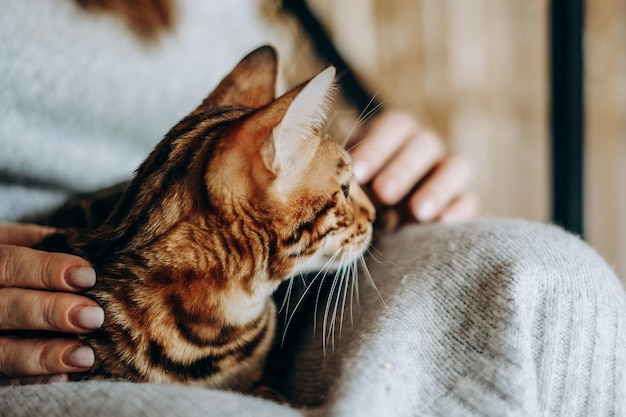 Love for cats A woman sits in a chair at home and holds her beloved Bengal cat in her arms