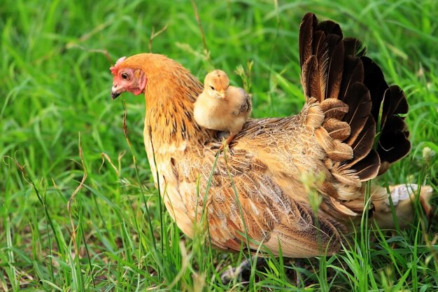 Концепция любви: курица и цыпленок