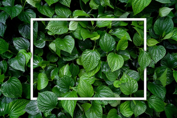 Photo love the earth  concept. green leaf background