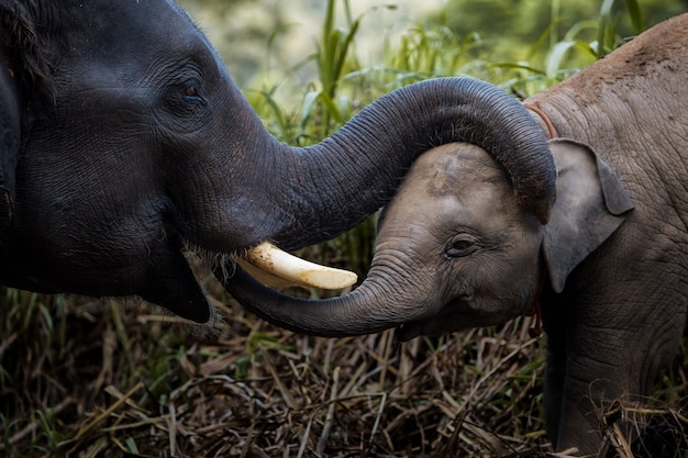 Love of elephants