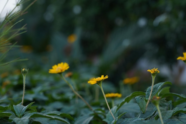 愛は野生の花のようなもので、最もありそうもない場所でよく見られます。