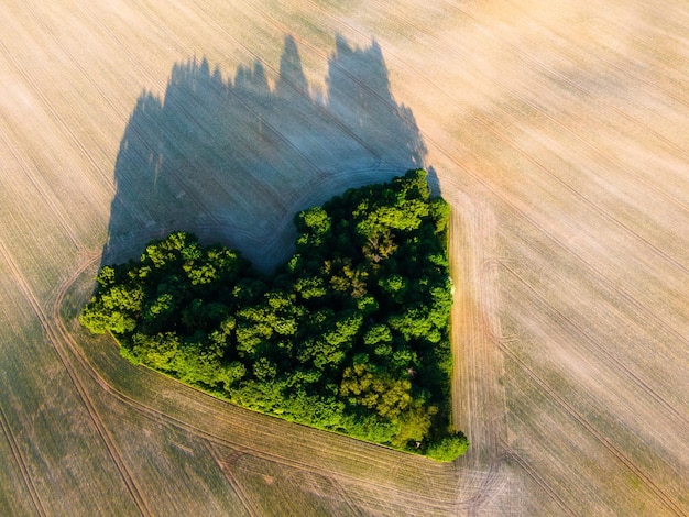Love Island Made of Trees in Fields Aerial Drone View