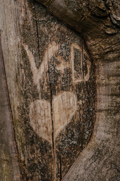 Foto lettere d'amore v e d amore sull'albero nel parco