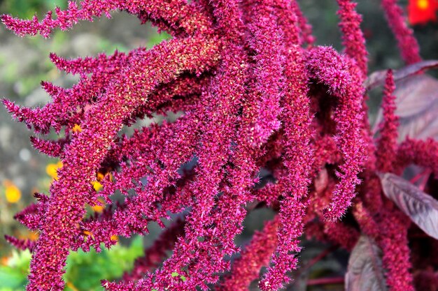 Love Lies Bleeding Amaranthus caudatus Close up macro photo