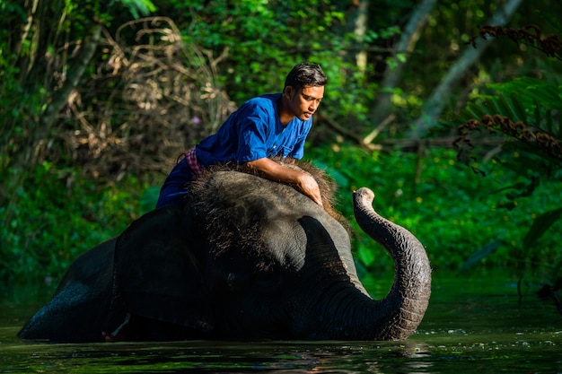 Love of Mahout with his elephant, Thailand