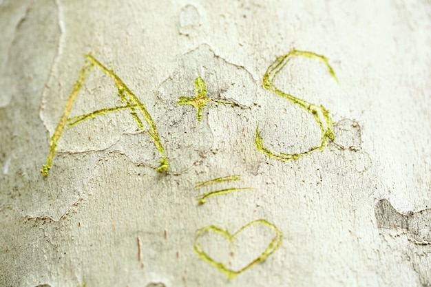 나무 클로즈업에 새겨진 사랑의 메시지