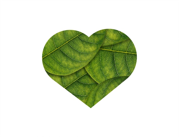 love shape of green leaves on white background ecology concept