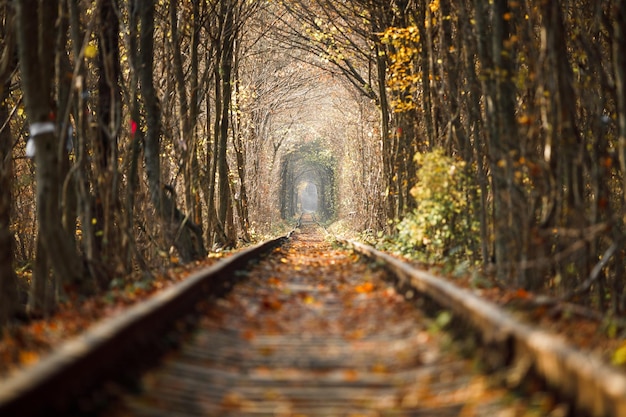 Photo love tunnel in autumn a railway in the autumn forest tunnel of love autumn trees and the railroad