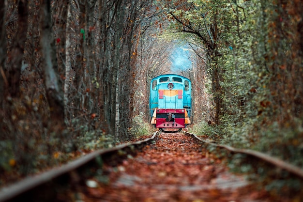 秋の恋のトンネル。木からの鉄道とトンネル