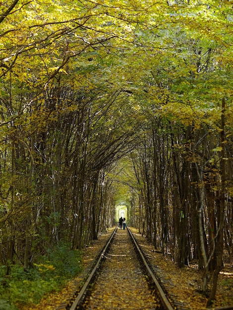 Foto tunnel dell'amore in autunno ucraina