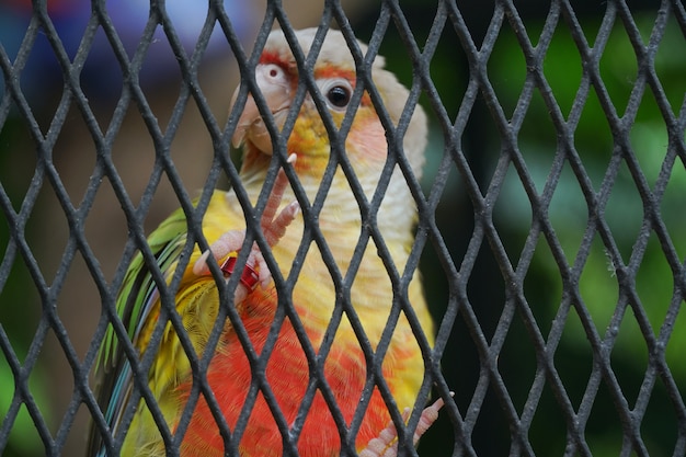 Lovebird in the cage