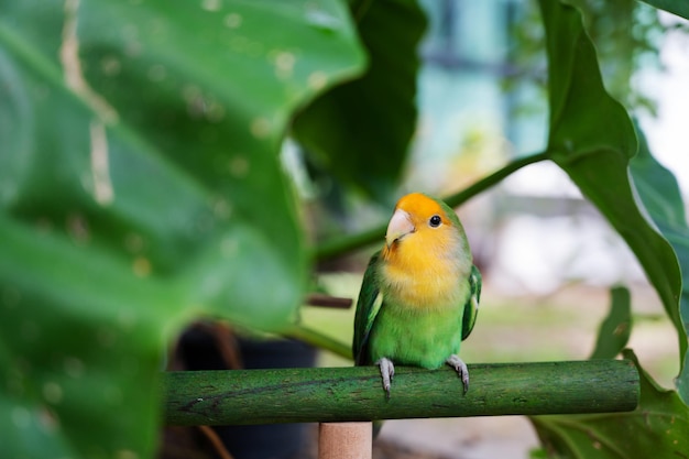 ぼやけた背景とラブバードのクローズアップオウム