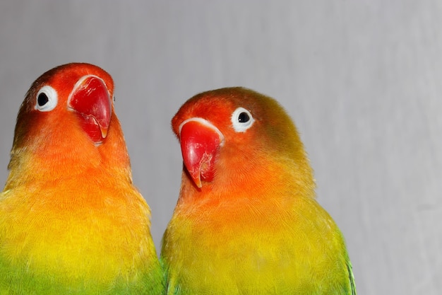 lovebird couple sitting on a twig