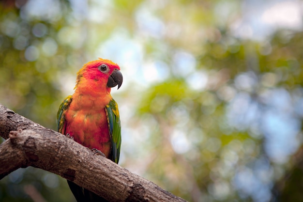 Lovebird is de algemene naam voor het geslacht Agapornis, een kleine groep papegaaien in de papegaai uit de Oude Wereld