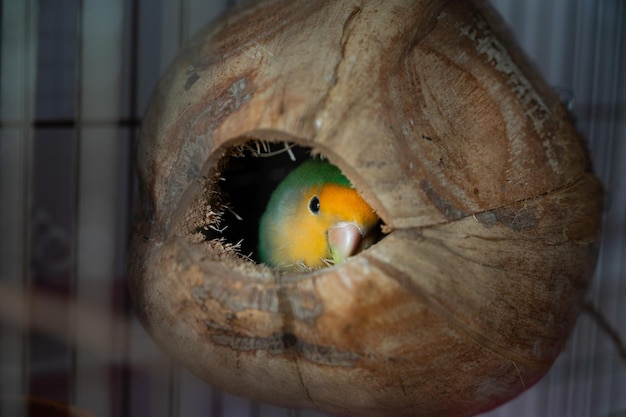 Lovebird parrot lying in coconut