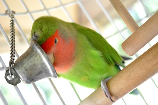 Photo lovebird sleeping on a stick