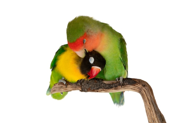 Lovebirds on a branch