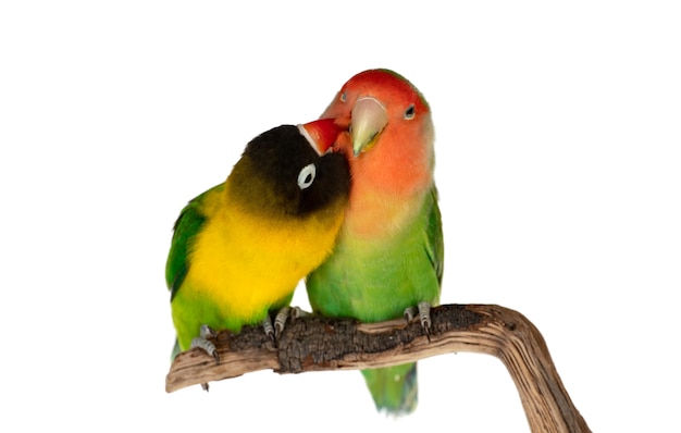 Lovebirds on a branch