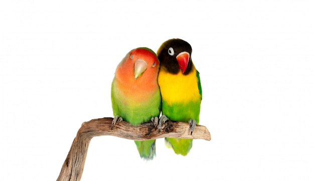 Lovebirds su un ramo