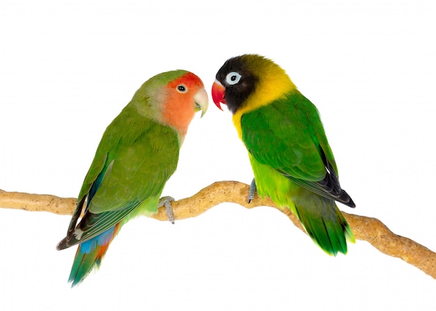 Lovebirds on a branch