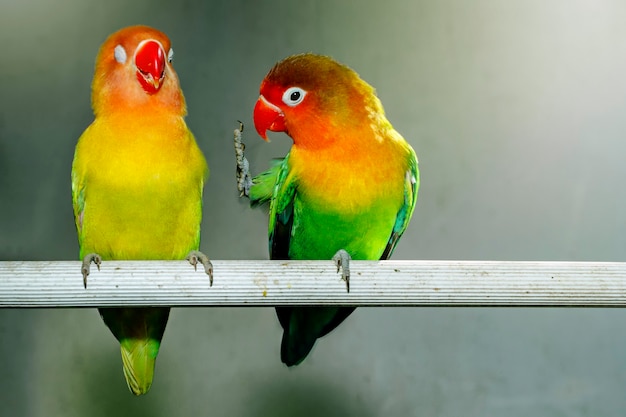 lovebirds sitting on a twig