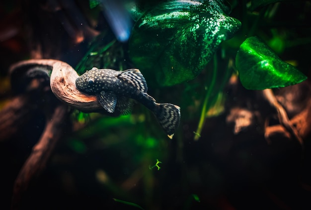 A lovely ancistrus in my tank